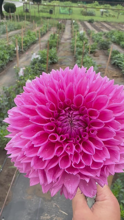 Pink Sylvia Dahlia Tuber