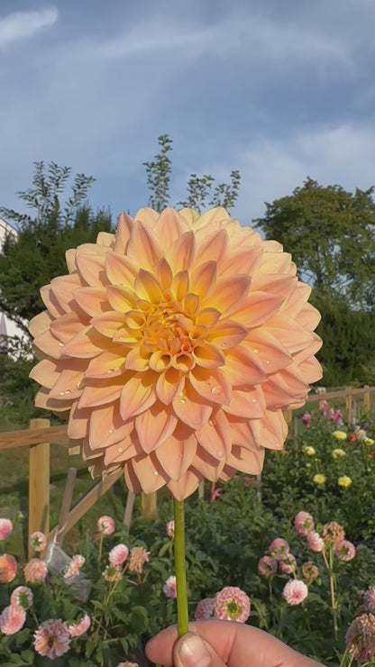 Hamilton Lillian Dahlia Tuber