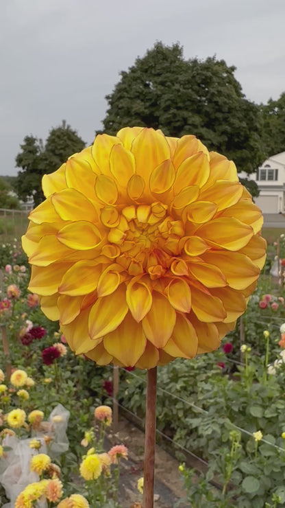 Bloomquist Globe Dahlia Tuber