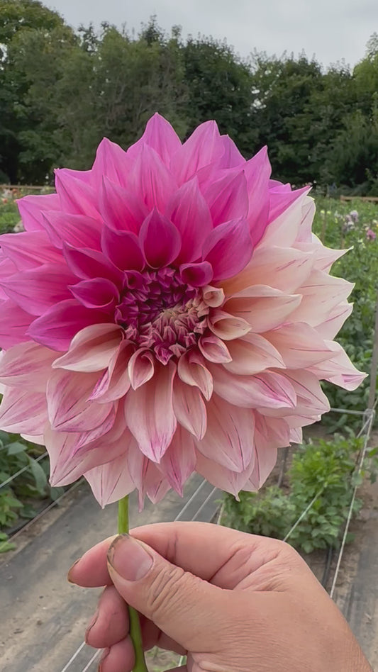 Cafe Au Lait Twist Dahlia Tuber