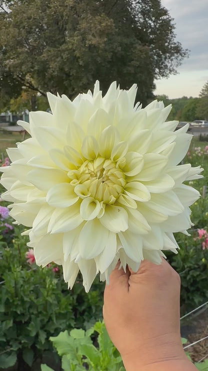 Tapioca Dahlia Tuber