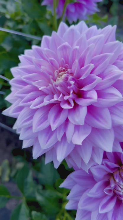 Ferncliff Inspiration Dahlia Tuber