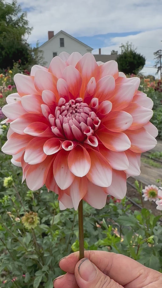 A La Mode - Bulk - 10 Dahlia Tubers
