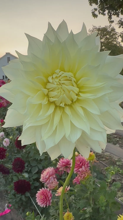Frozen Dahlia Tuber