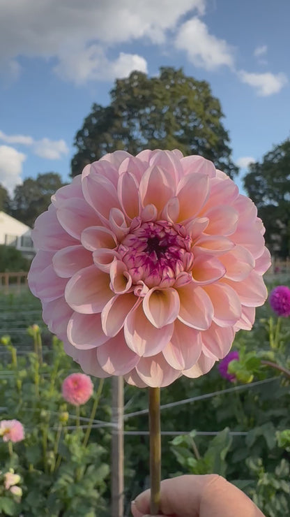 Wine Eyed Jill Dahlia Tuber
