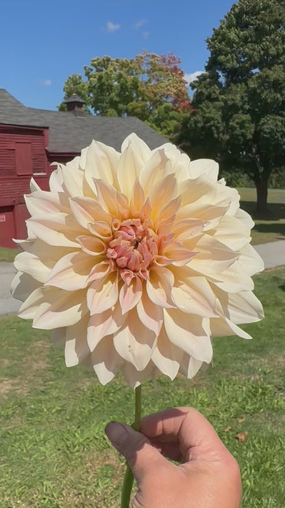 Cafe Au Lait Dahlia Tuber