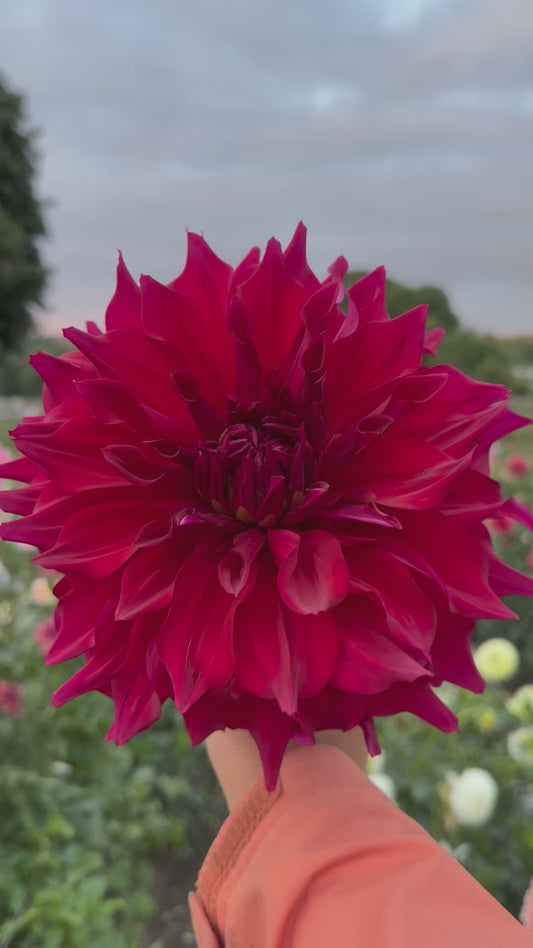 Zorro Dahlia Tuber