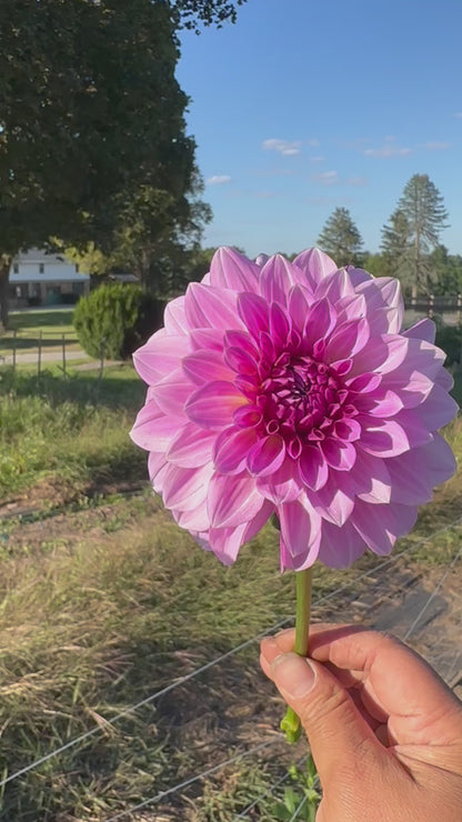 Lavender Ice Dahlia Tuber