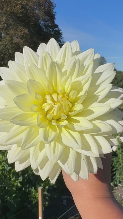 Sandia Showboat Dahlia Tuber