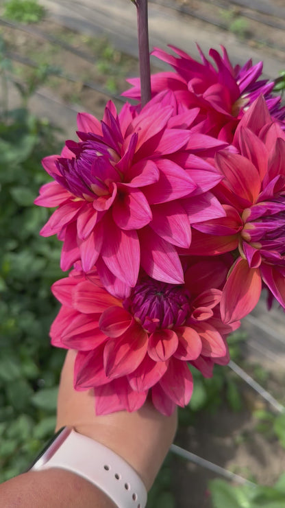 Feline Yvonne Dahlia Tuber