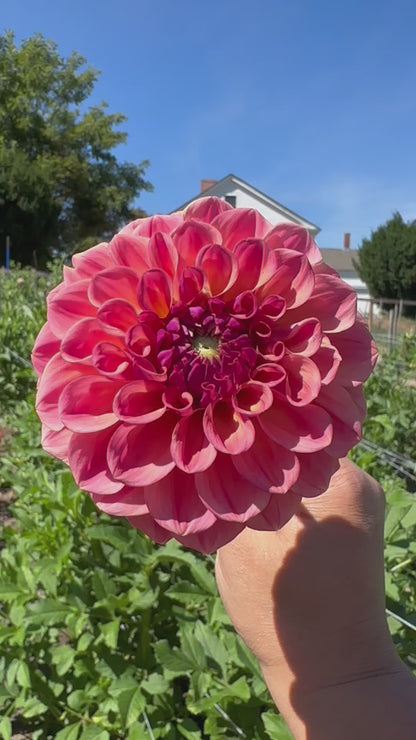 Chewy Dahlia Tuber