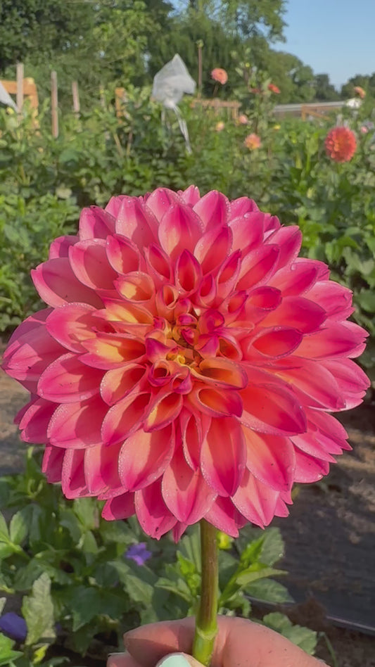 Princess Elizabeth Dahlia Tuber