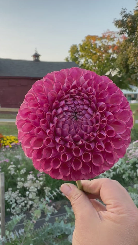 Caitlyn’s Joy Dahlia Tuber