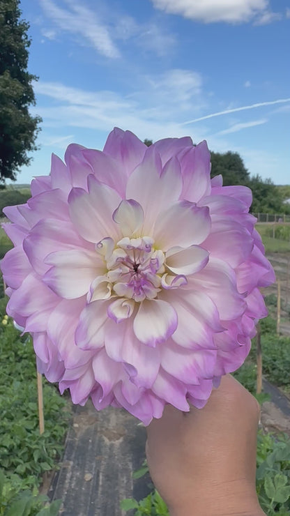 Mikayla Miranda Dahlia Tuber