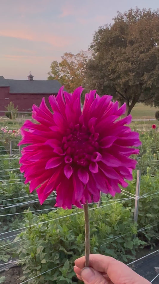 Bloomquist Pinwheel Dahlia Tuber
