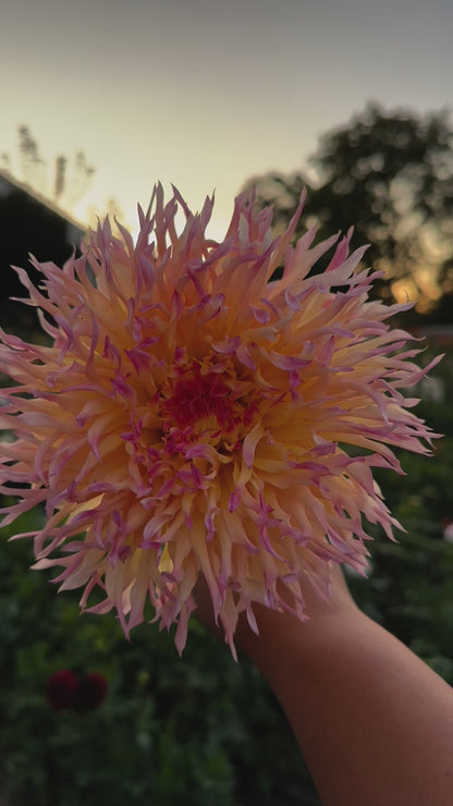 Hapet Perfekt Dahlia Tuber