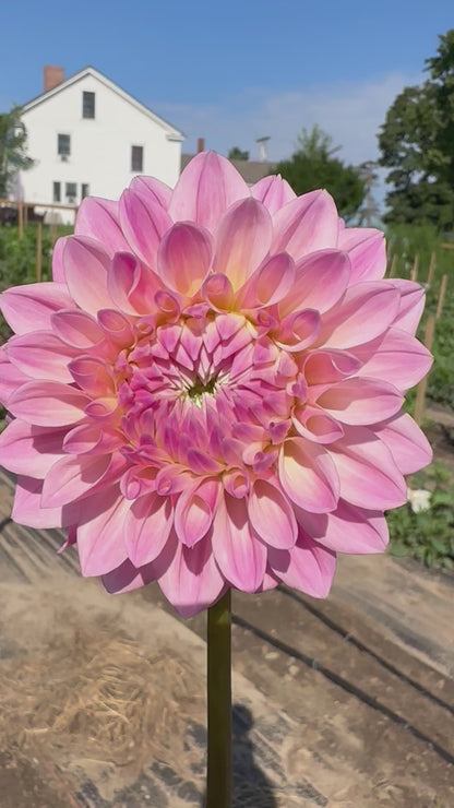 Castle Drive Dahlia Tuber