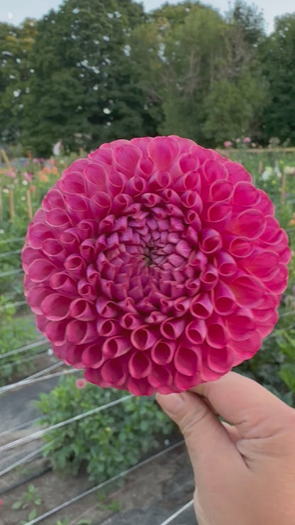 Caitlyn’s Joy Dahlia Tuber