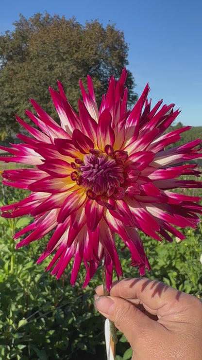 Hollyhill Starburst Dahlia Tuber