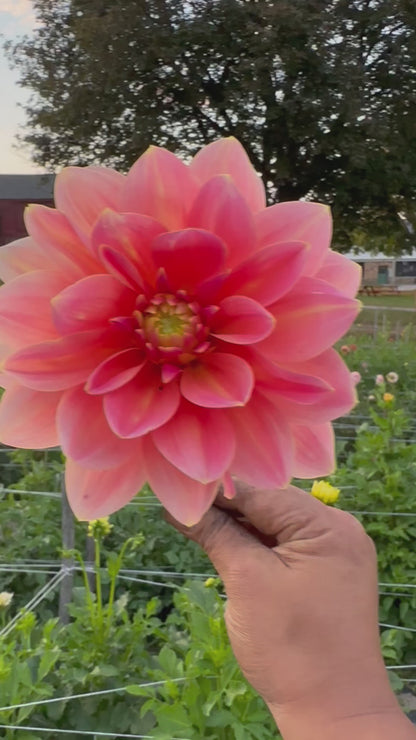 Mister Frans Dahlia Tuber