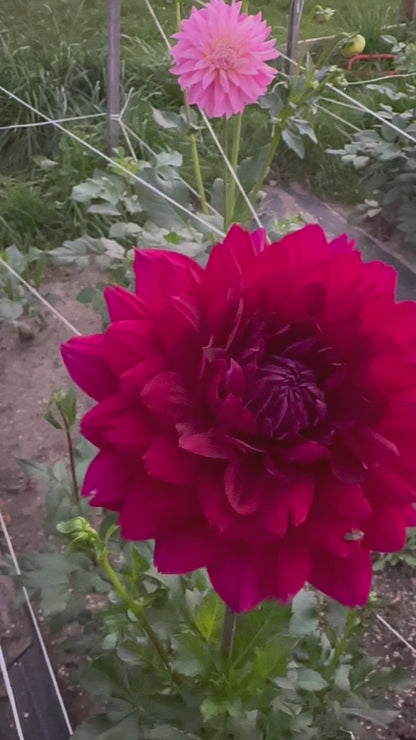Hollyhill Black Widow Dahlia Tuber