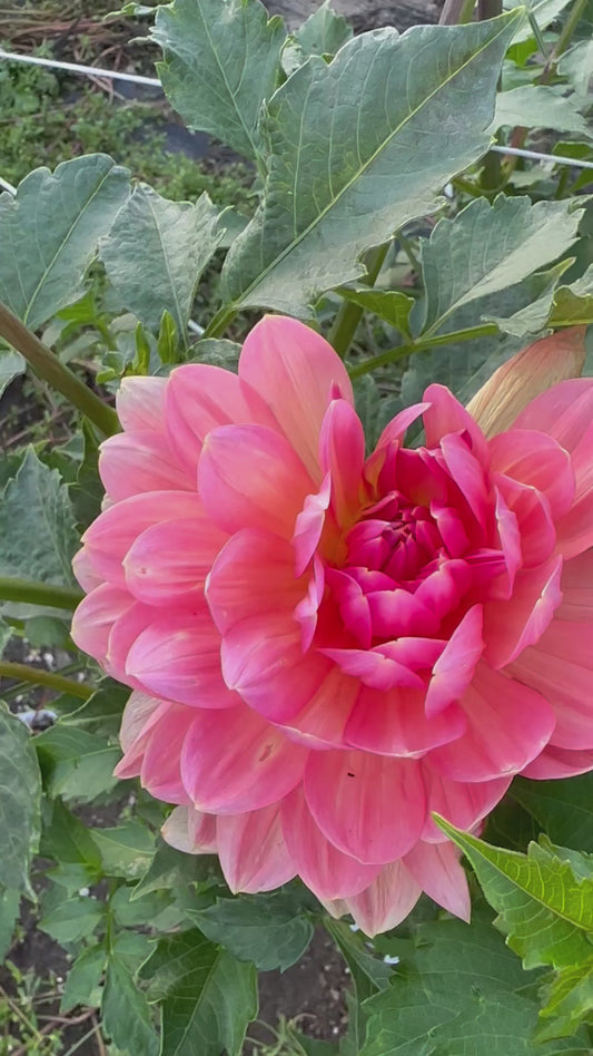 Maks Betty Lynn Dahlia Tuber
