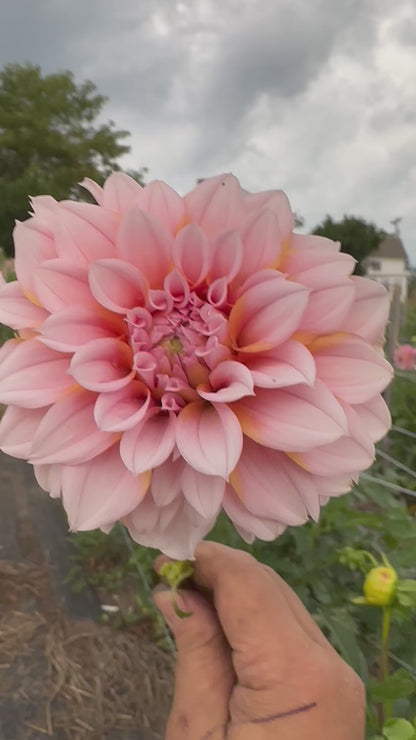 Lee's Evelyn Dahlia Tuber
