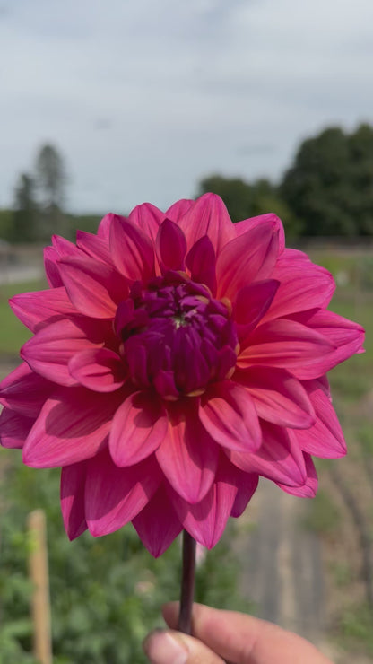 Feline Yvonne Dahlia Tuber