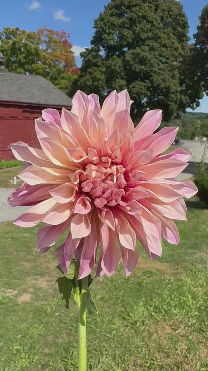 Cafe de Paris Dahlia Tuber
