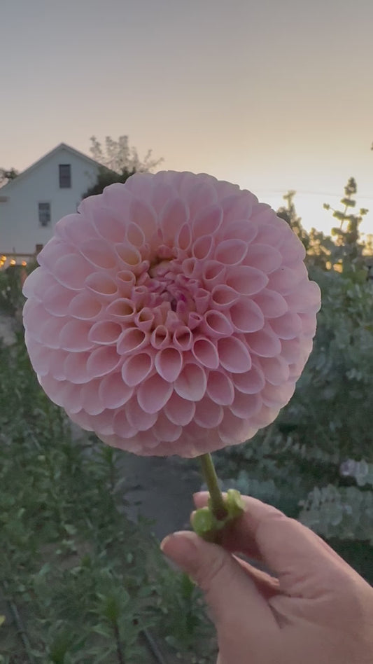 Camano Zoe Dahlia Tuber