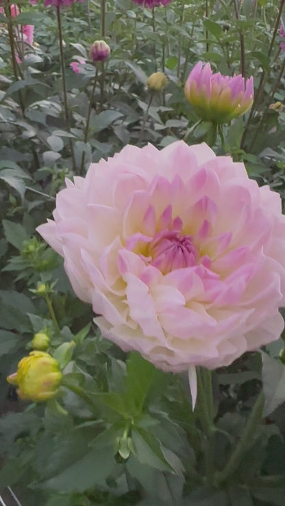 Hollyhill Lilibet Dahlia Tuber