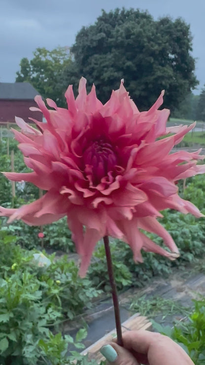 Terracotta Dahlia Tuber