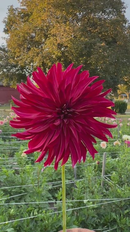 RNX Harvest Dahlia Tuber